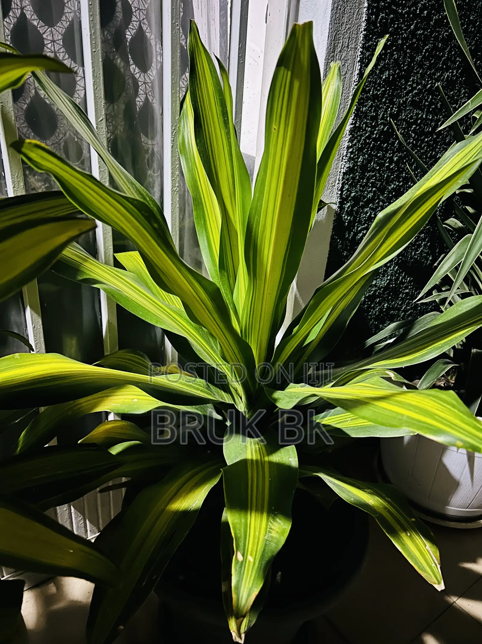 Dracaena Charley