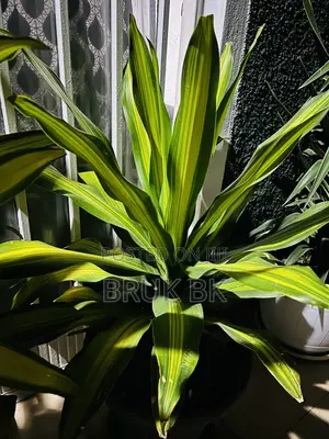 Dracaena Charley