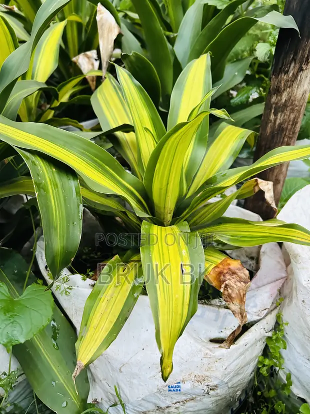 Dracaena Charley for sale - Bruk Bk  Price: ETB 5,000 on Jiji.com.et  [Nifas Silk-Lafto]