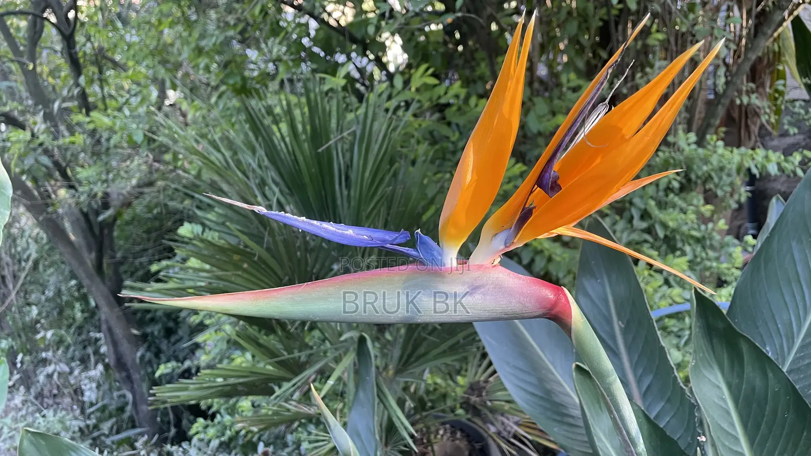 Bird of Paradise Seedlings