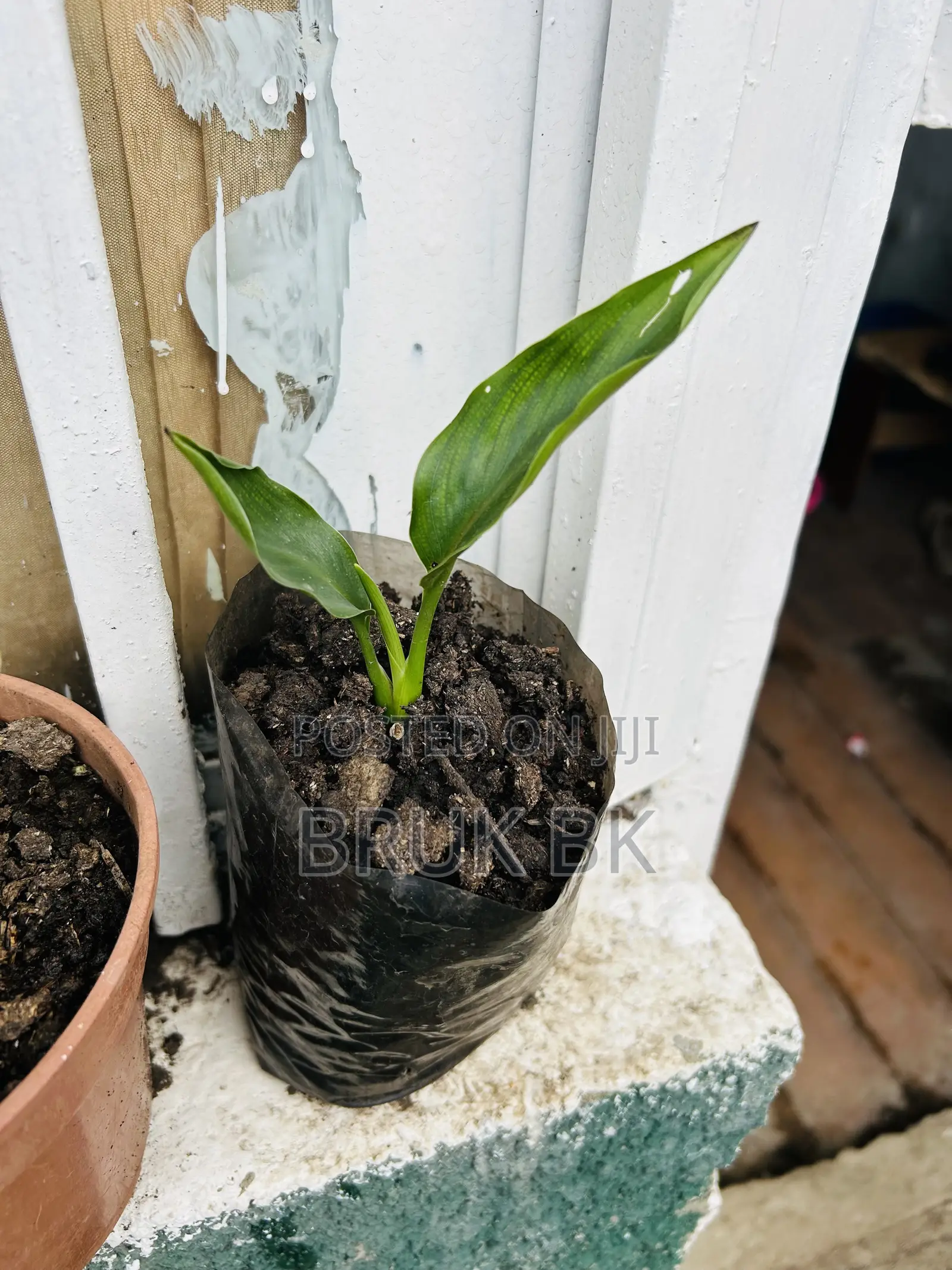 Bird of Paradise Seedlings