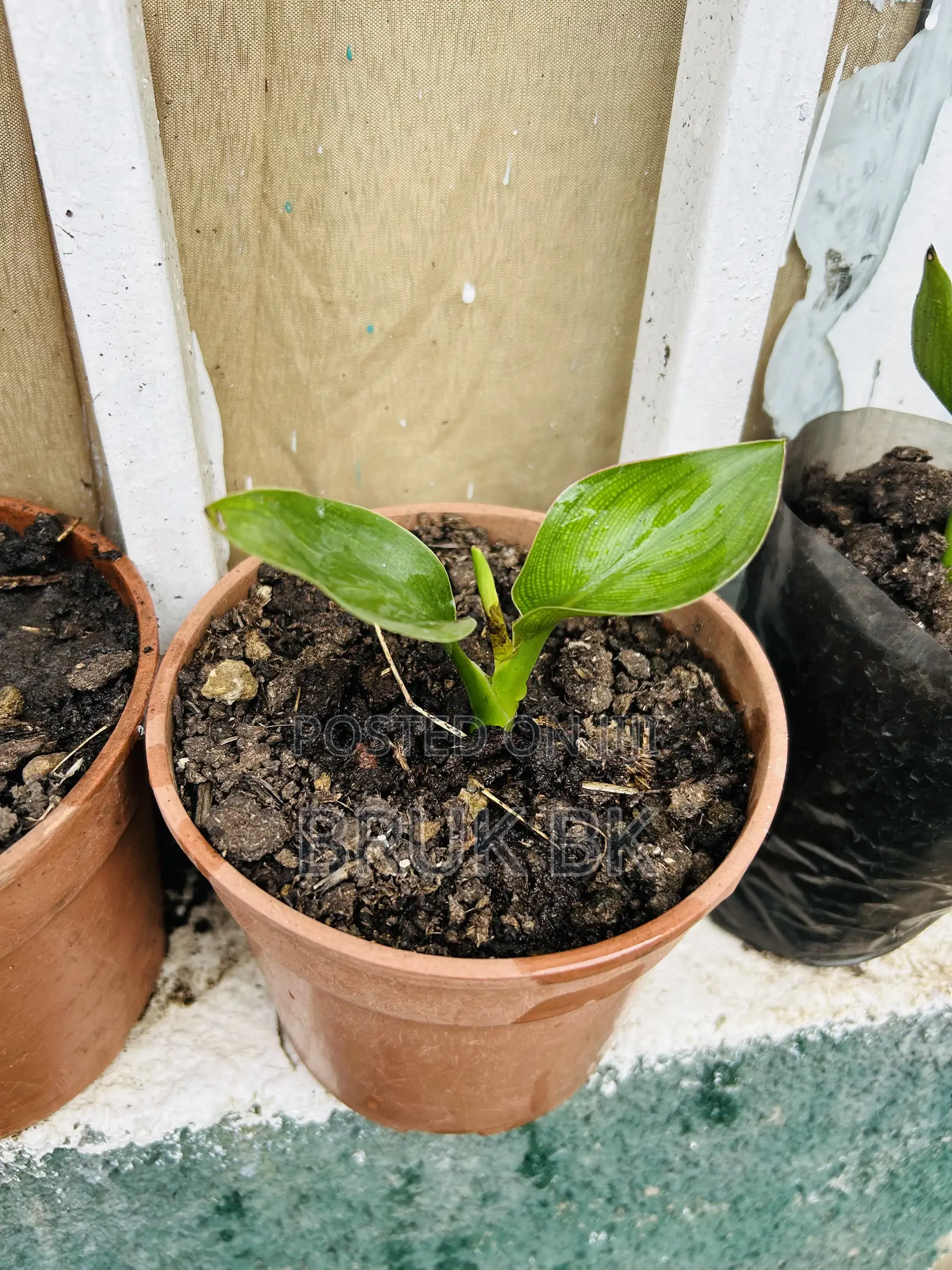 Bird of Paradise Seedlings