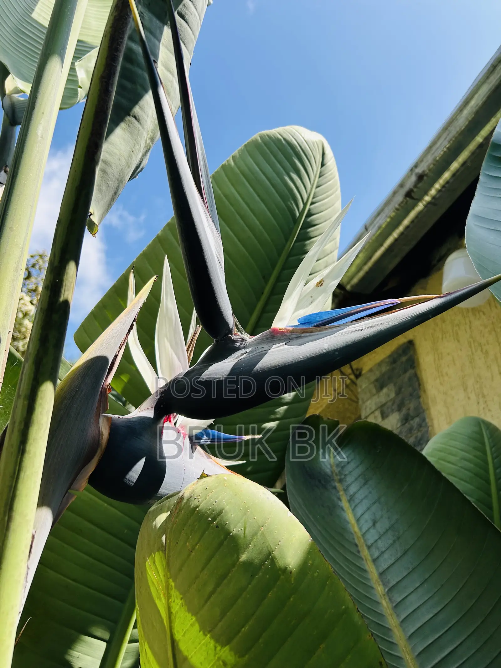 Bird of Paradise Seedlings