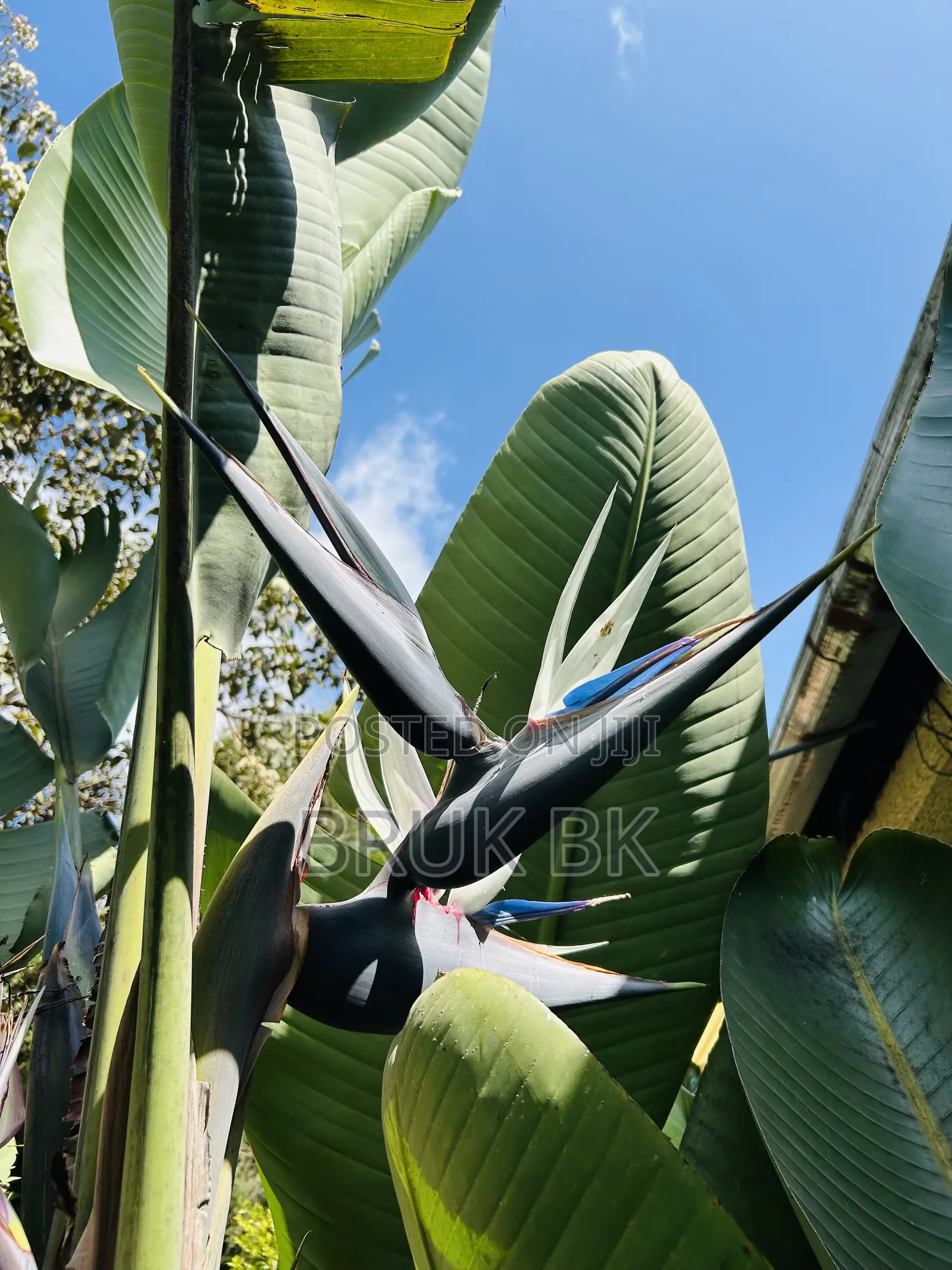 Bird of Paradise Seedlings