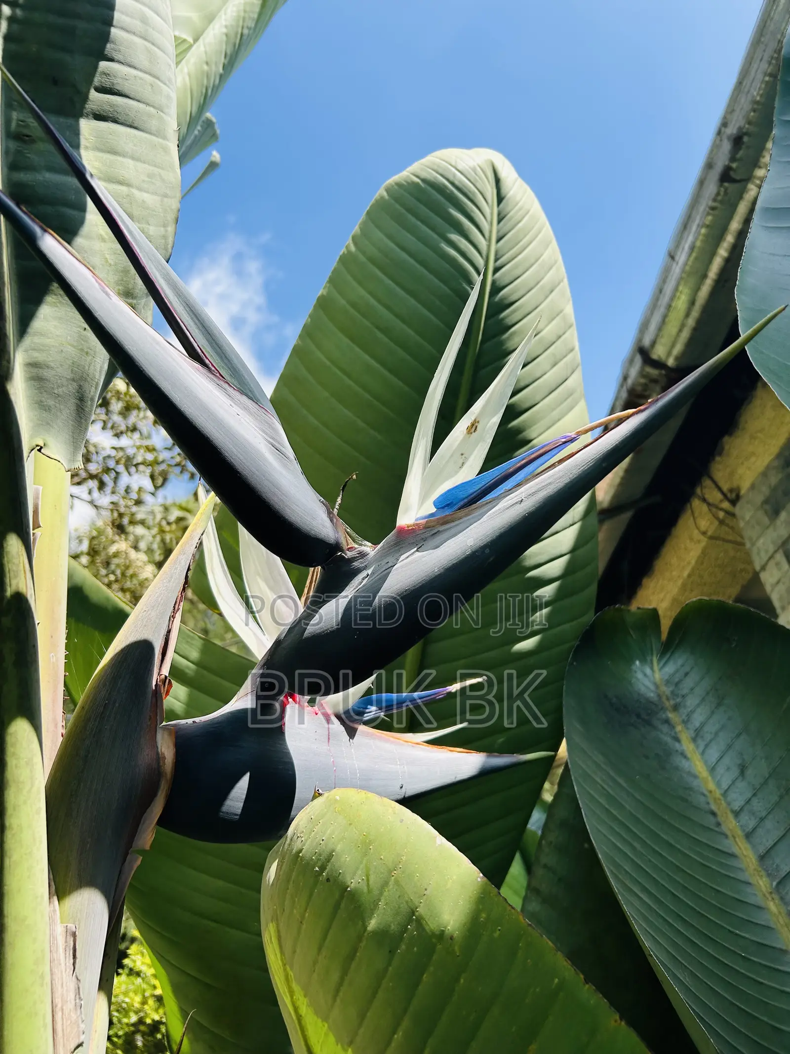 Bird of Paradise Seedlings