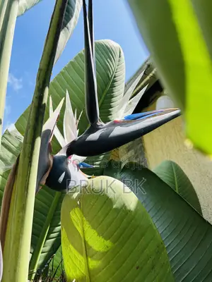 Bird of Paradise Seedlings