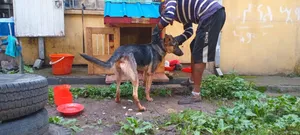 Photo - 1-3 months Male Purebred German Shepherd