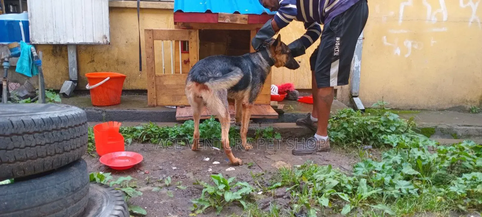 1-3 months Male Purebred German Shepherd