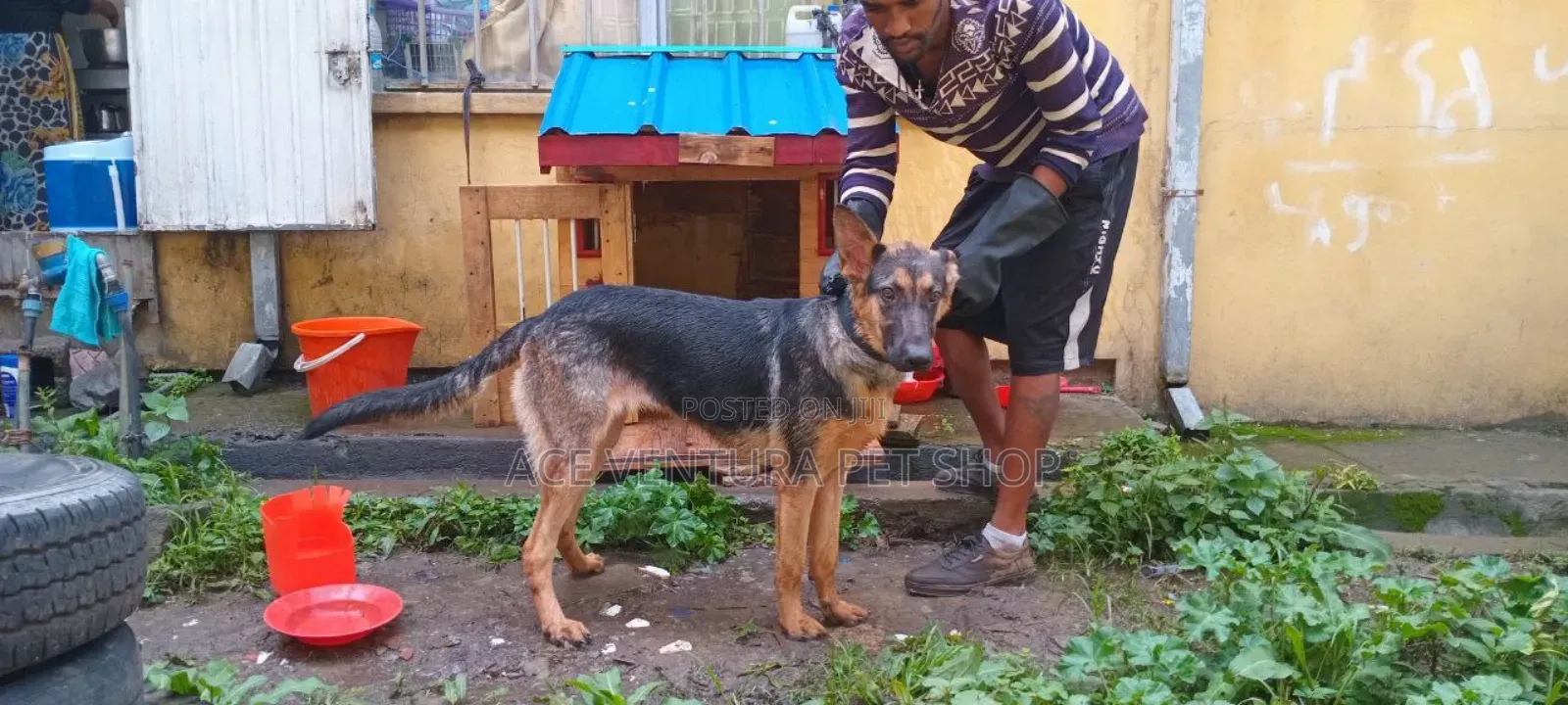 1-3 months Male Purebred German Shepherd