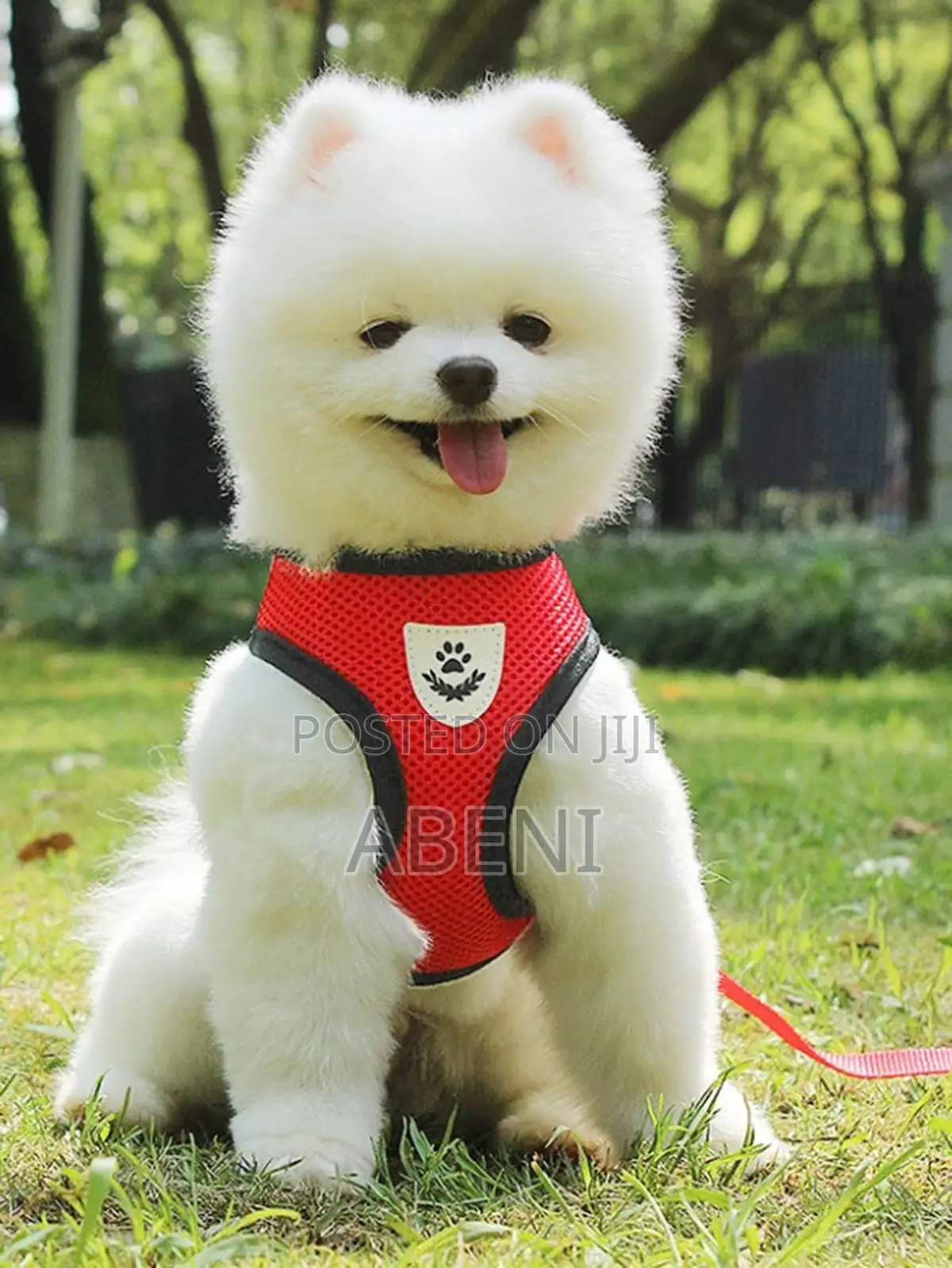 Cat Dog Harness With Lead Leash