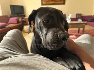 Photo - 1-3 months Male Purebred Mastiff