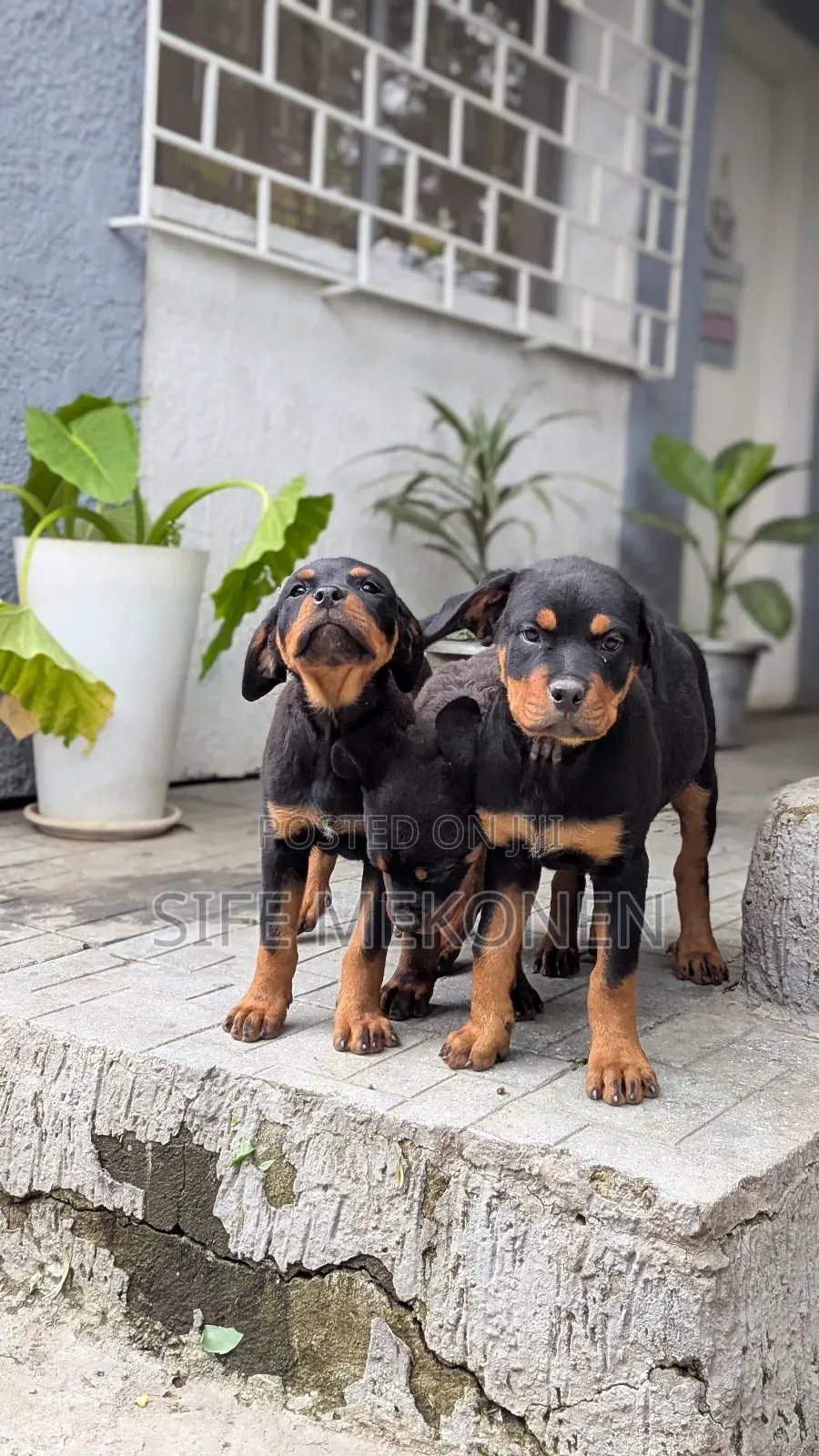 1-3 months Male Purebred Rottweiler