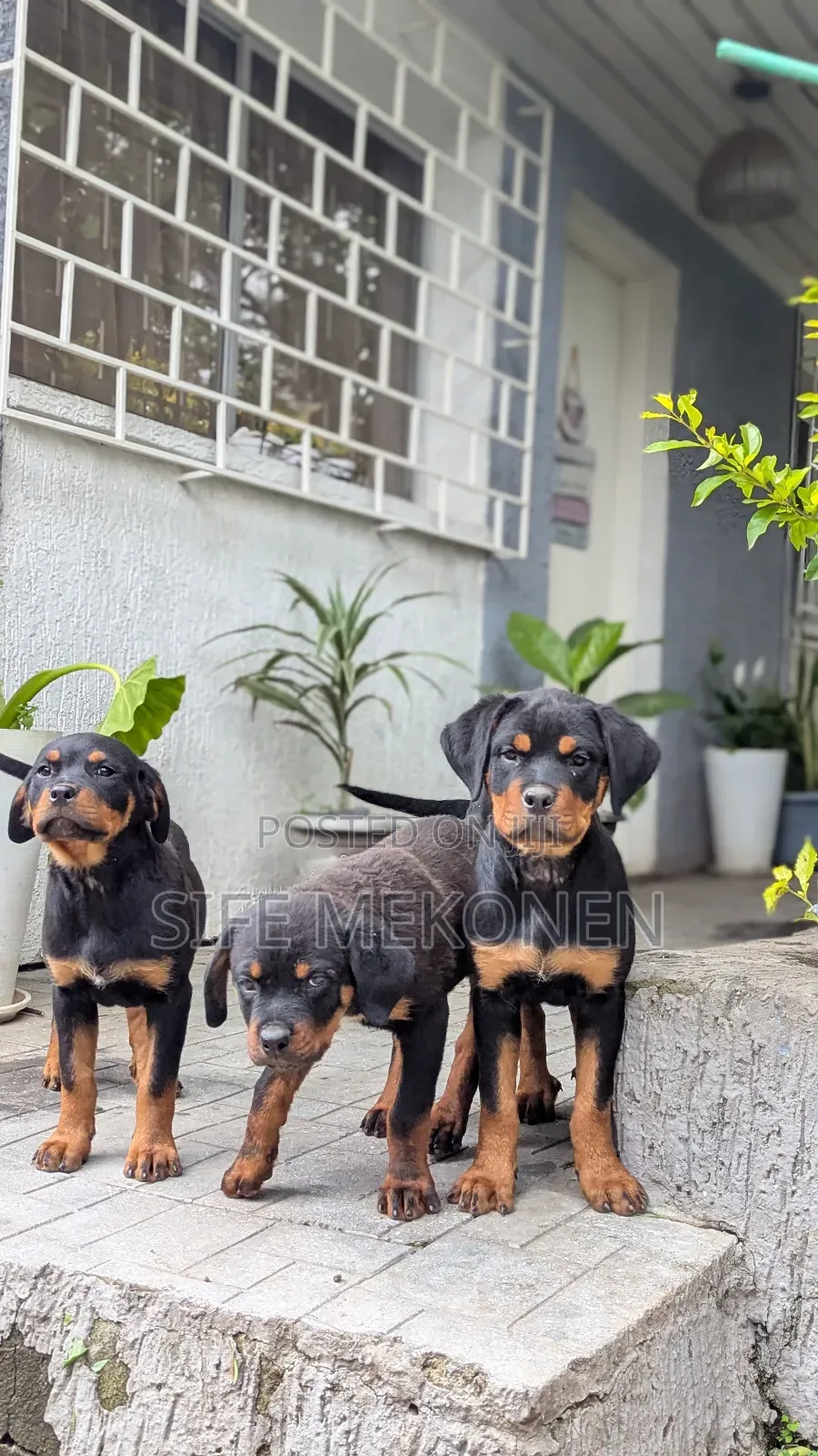 1-3 months Male Purebred Rottweiler