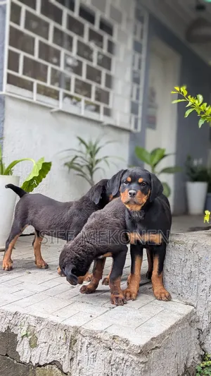 1-3 months Male Purebred Rottweiler