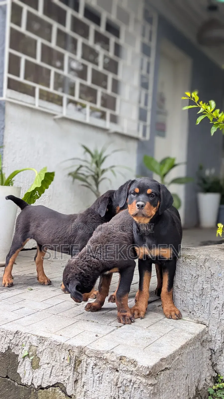 1-3 months Male Purebred Rottweiler