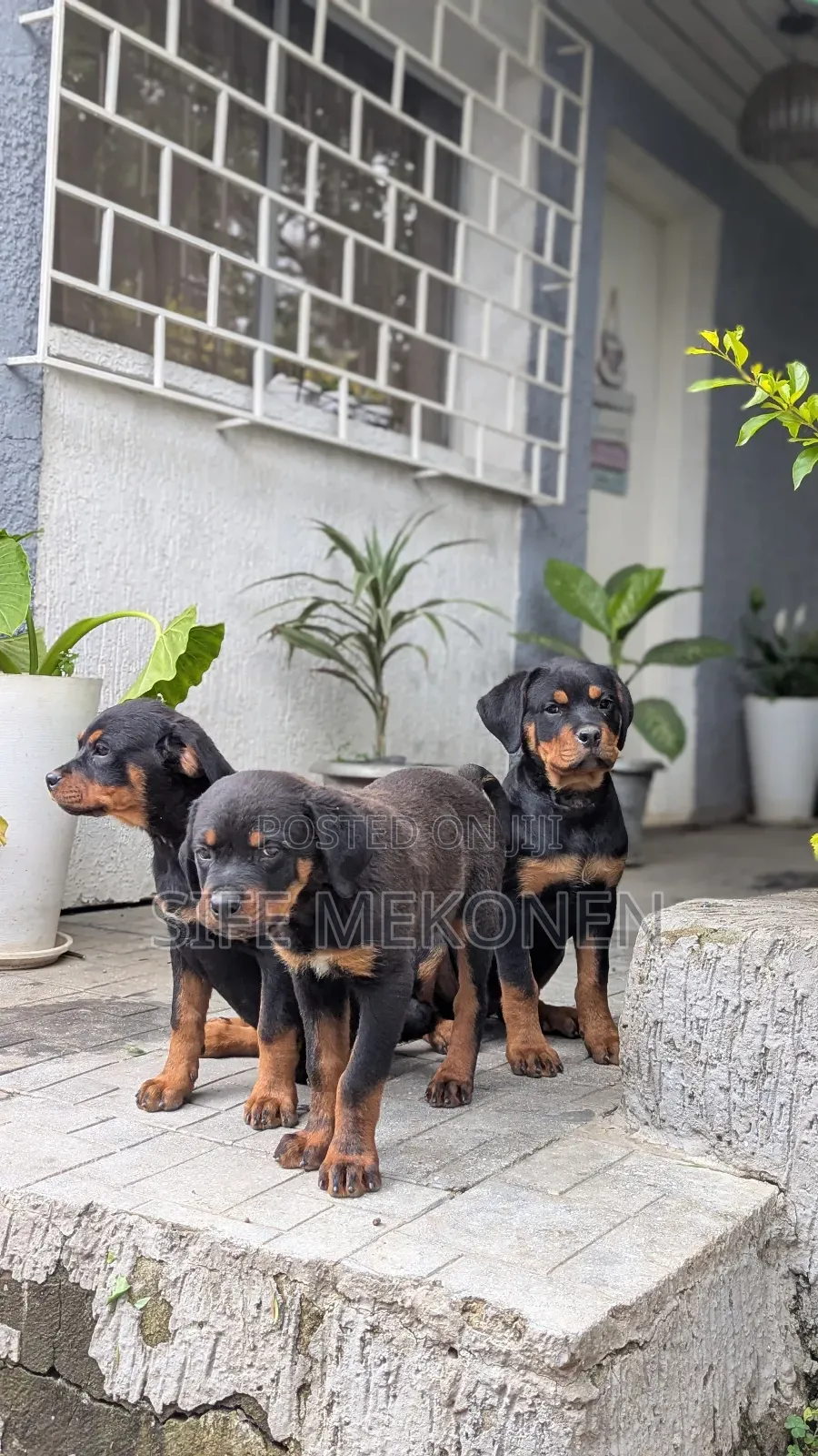 1-3 months Male Purebred Rottweiler