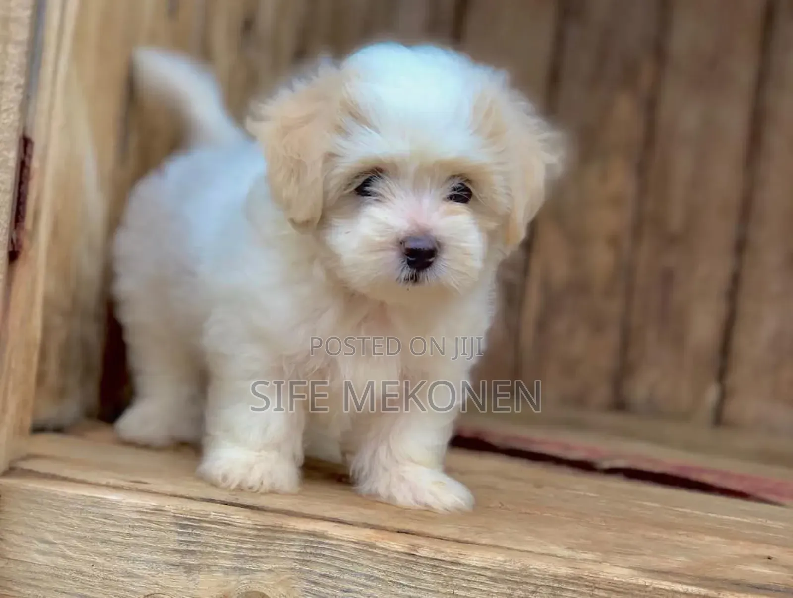 1-3 months Male Purebred Maltese