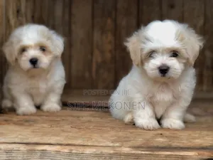 1-3 months Male Purebred Maltese