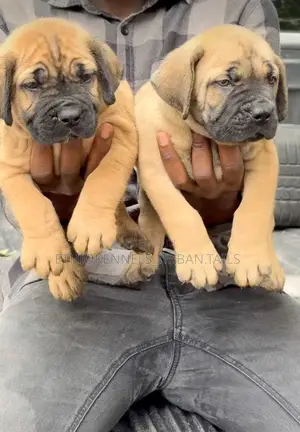 1-3 months Female Purebred Boerboel