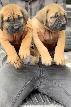 Photo - 1-3 months Female Purebred Boerboel