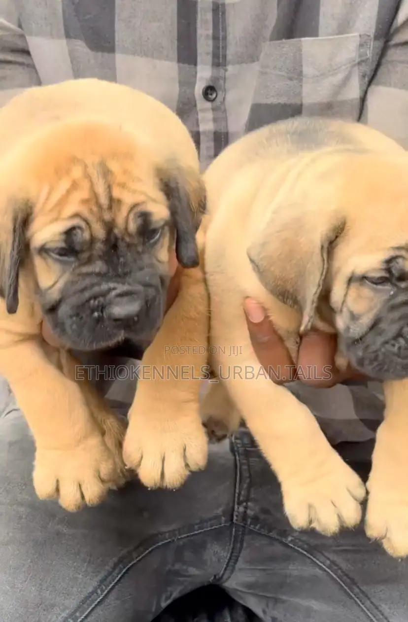 1-3 months Male Purebred Boerboel