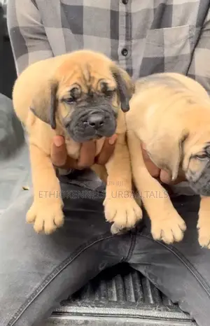 1-3 months Male Purebred Boerboel