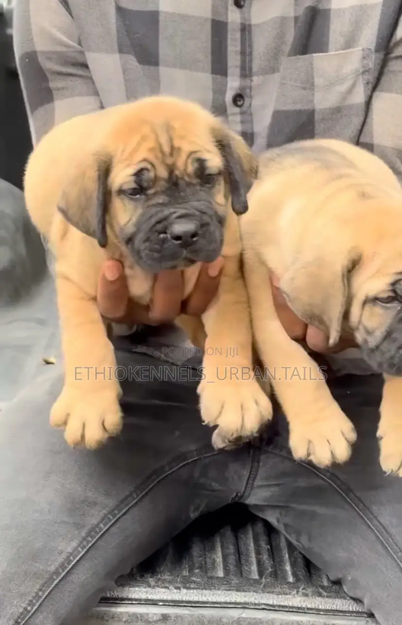 1-3 months Male Purebred Boerboel