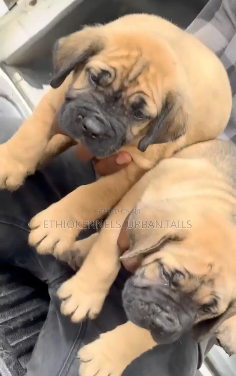 1-3 months Male Purebred Boerboel