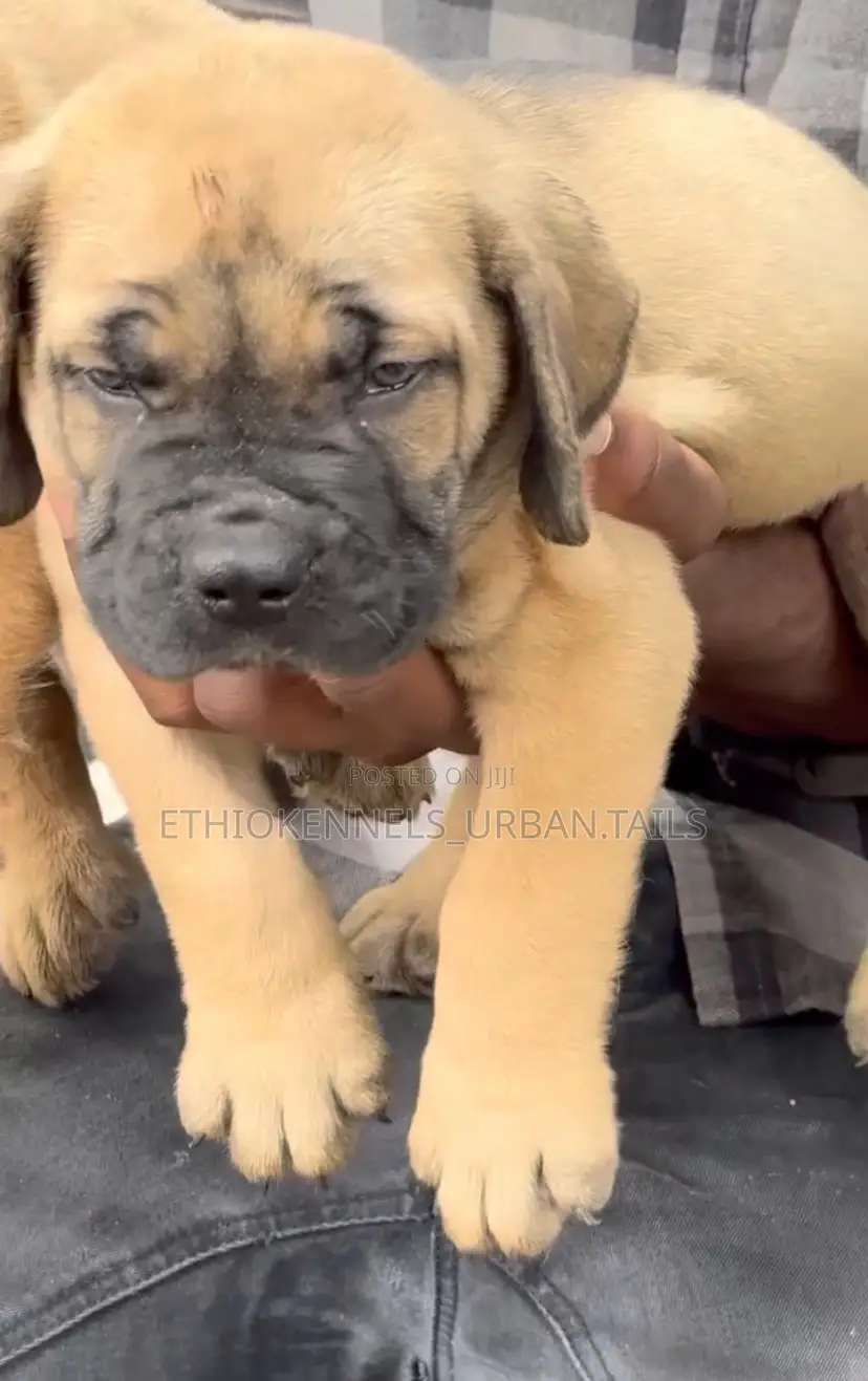 1-3 months Male Purebred Boerboel