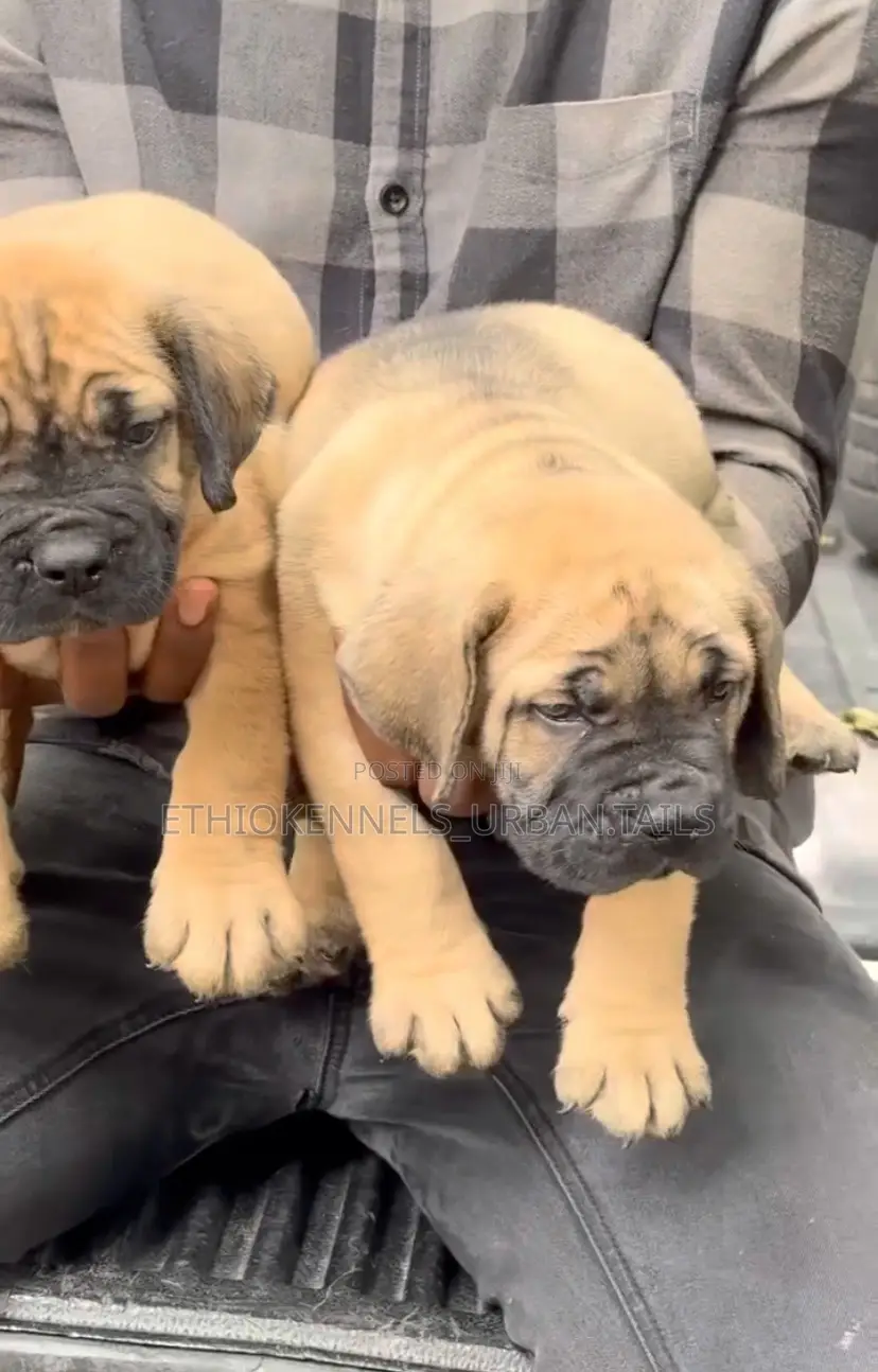 1-3 months Male Purebred Boerboel