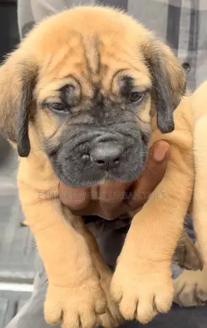 1-3 months Male Purebred Boerboel