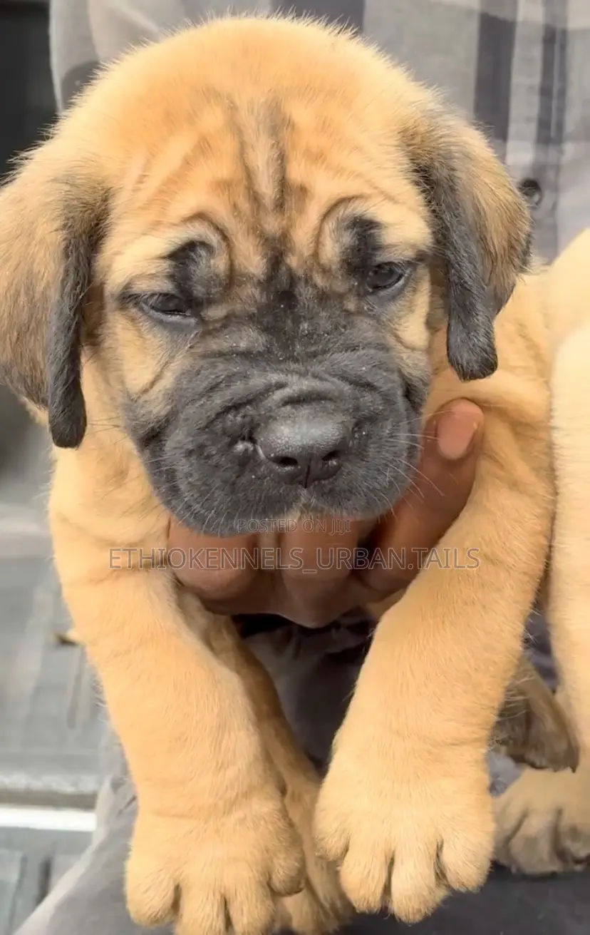 1-3 months Male Purebred Boerboel
