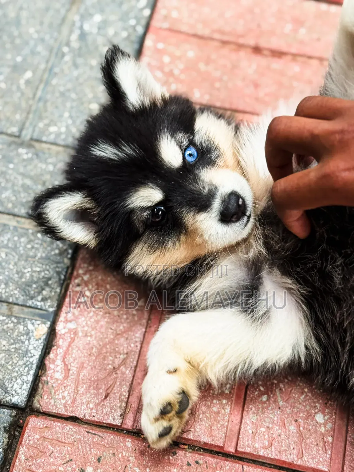 3-6 months Female Mixed Breed Siberian Husky