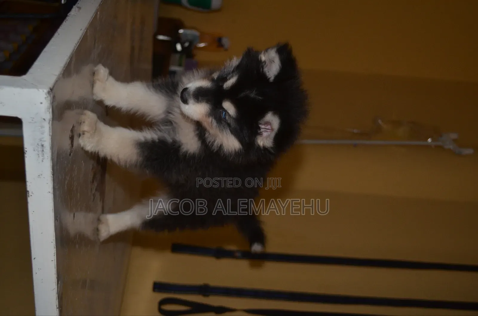 3-6 months Female Mixed Breed Siberian Husky