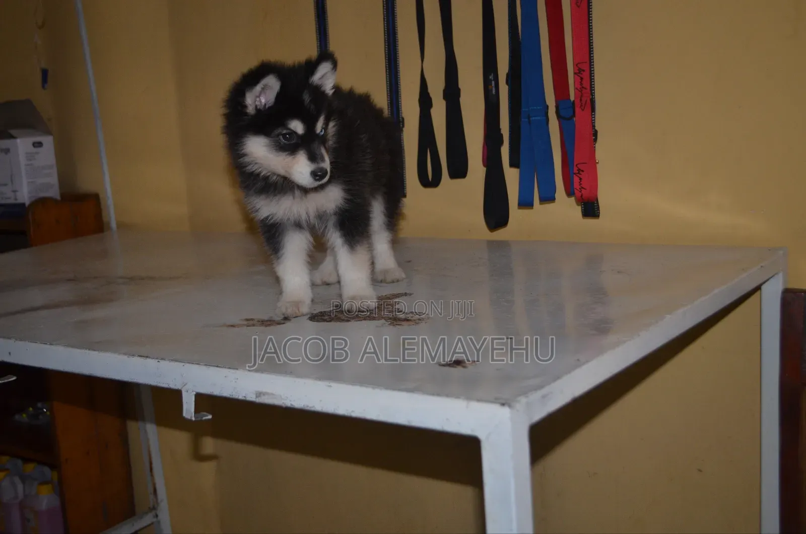3-6 months Female Mixed Breed Siberian Husky