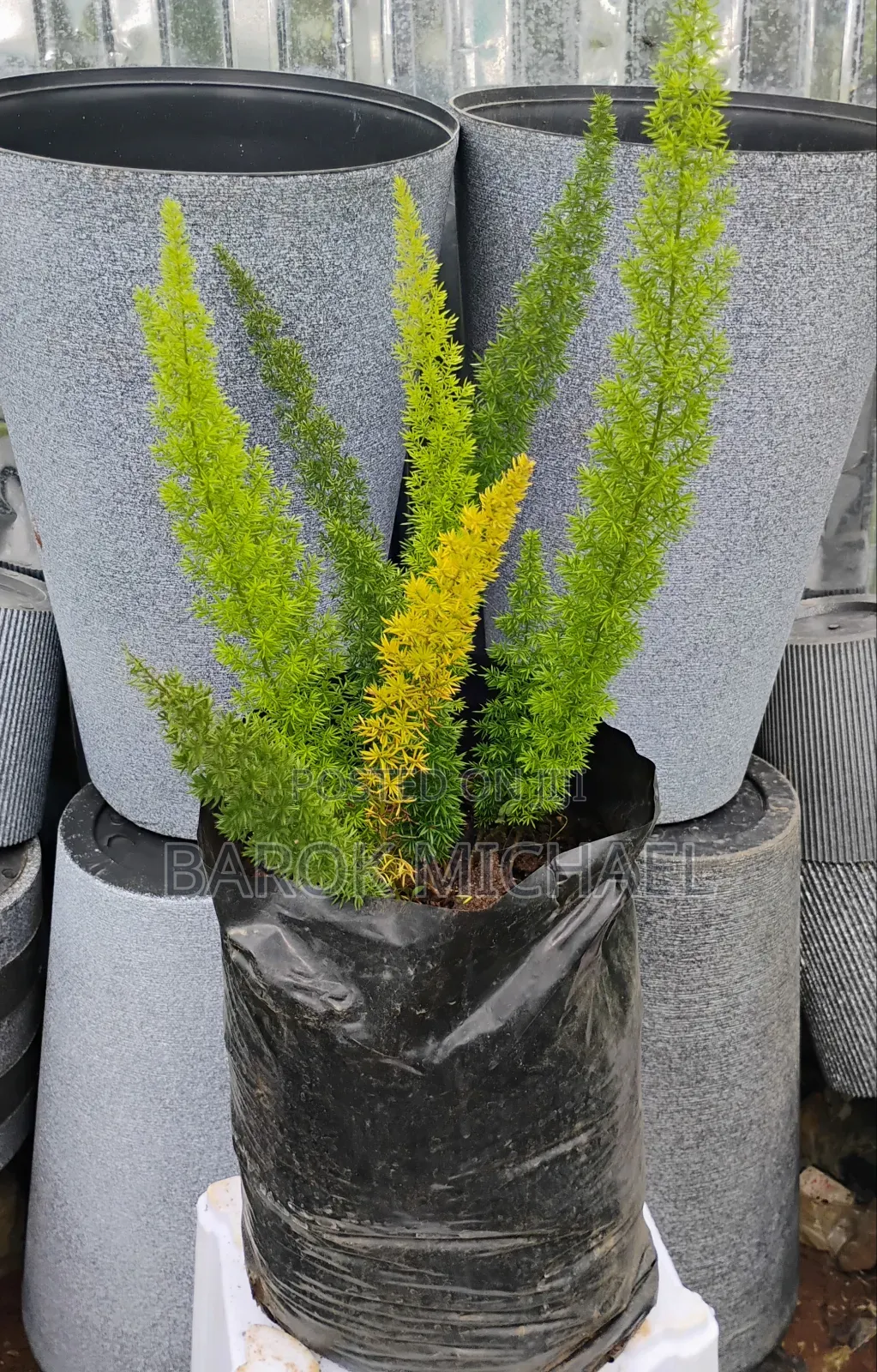 የሚሸጥ የ አተክልት ችግኝ