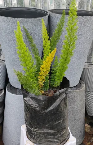 Photo - የሚሸጥ የ አተክልት ችግኝ