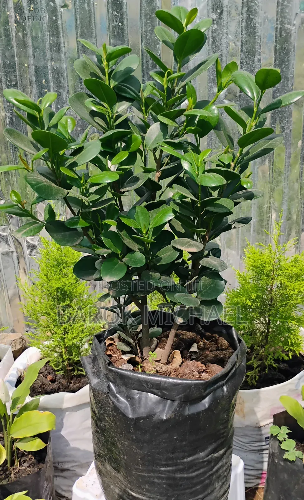 የሚሸጥ የ አተክልት ችግኝ