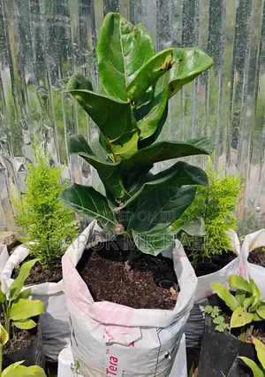 Photo - የሚሸጥ የአተክልት ችግኝ (Fiddle Leaf Fig)