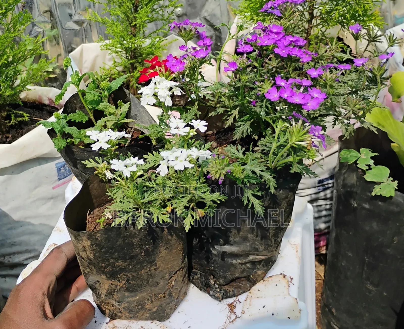 የሚሸጥ የአበባ ችግኝ