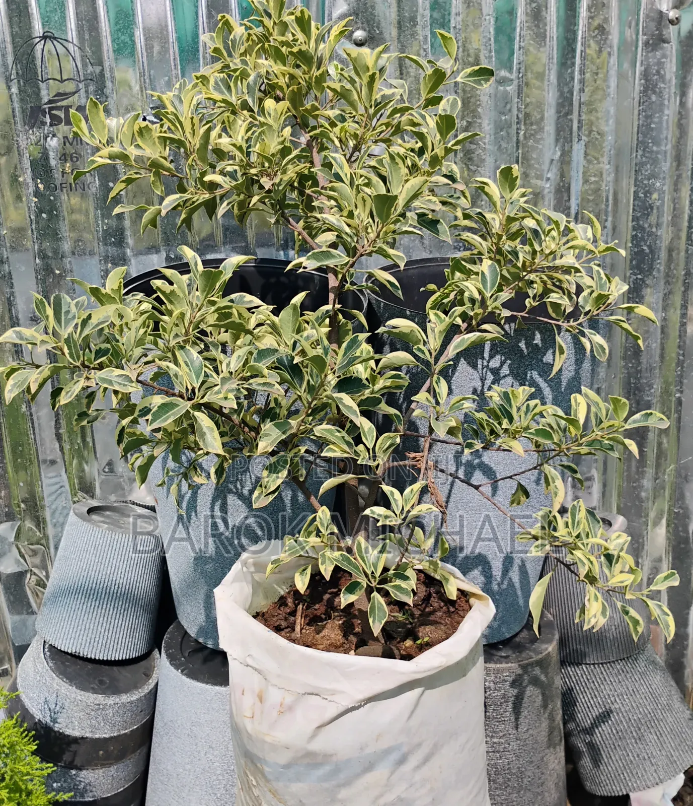 የሚሸጥ የአትክልት ችግኝ