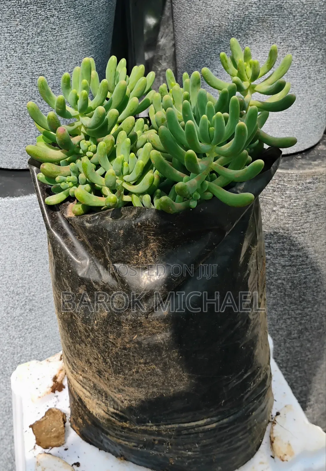 የሚሸጥ የአትክልት ችግኝ