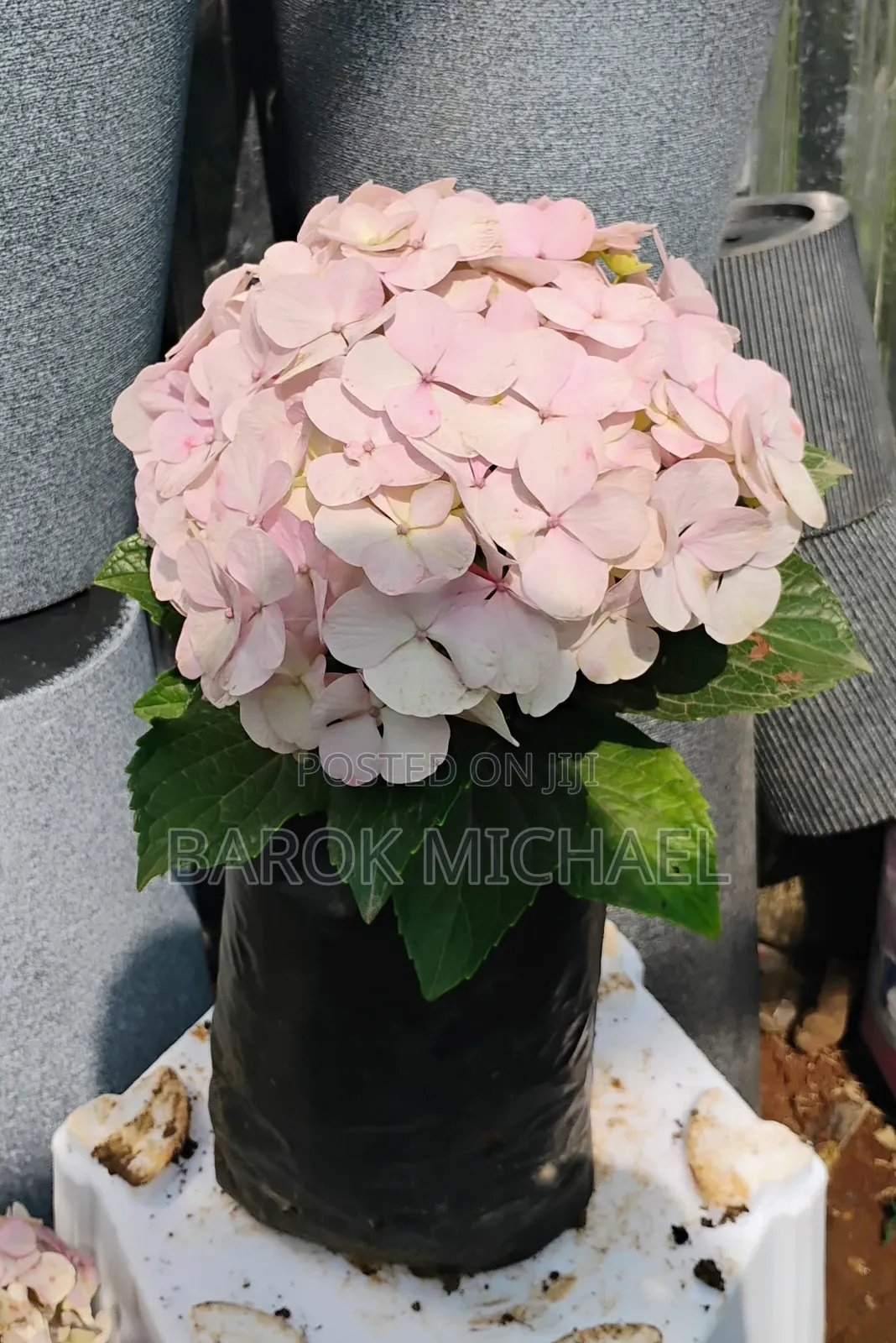 የሚሸጥ የአበባ ችግኝ