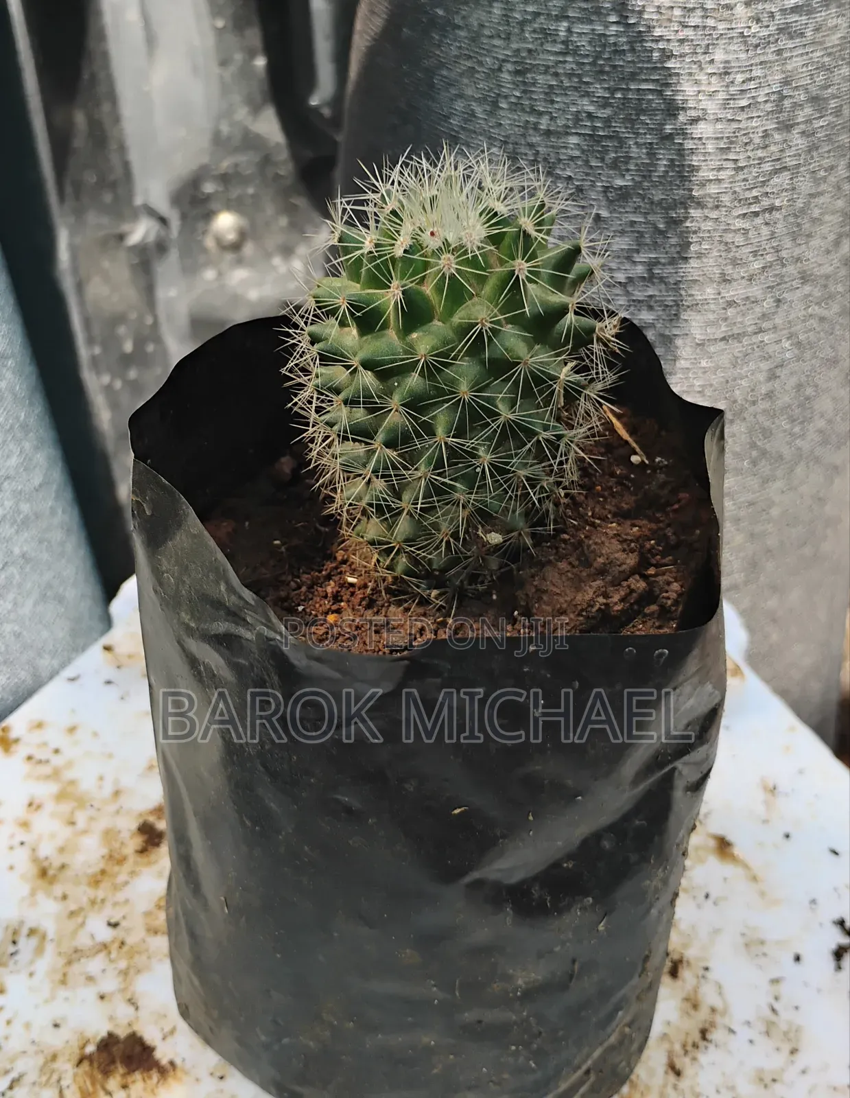 የሚሸጥ የአትክልት ችግኝ