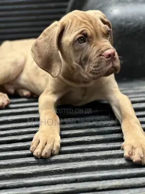 Photo - 1-3 months Male Purebred Bullmastiff