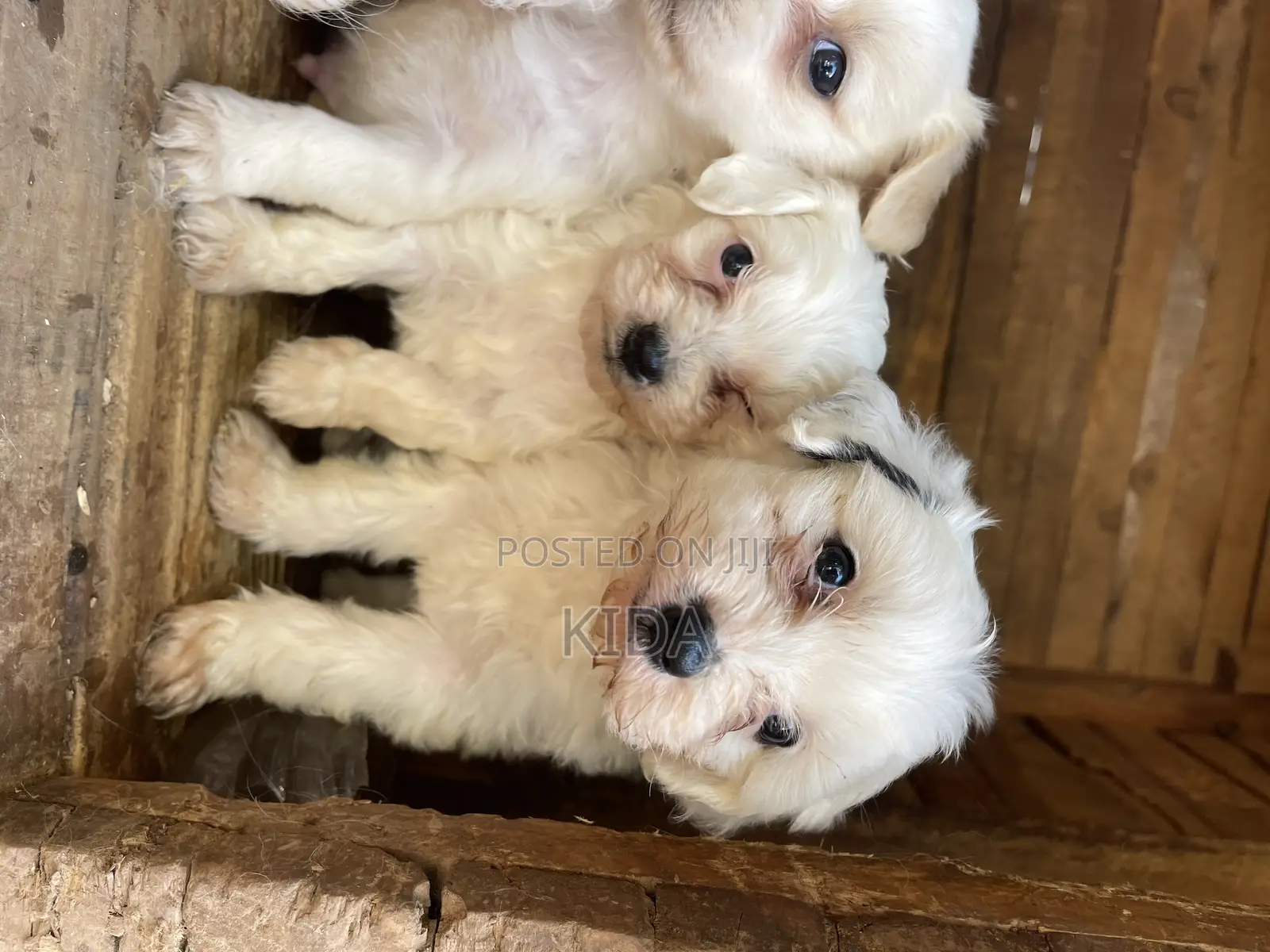 1-3 months Male Purebred Maltese