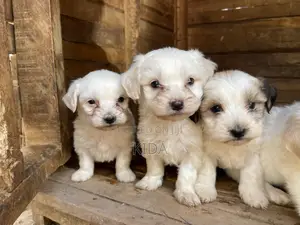 1-3 months Male Purebred Maltese