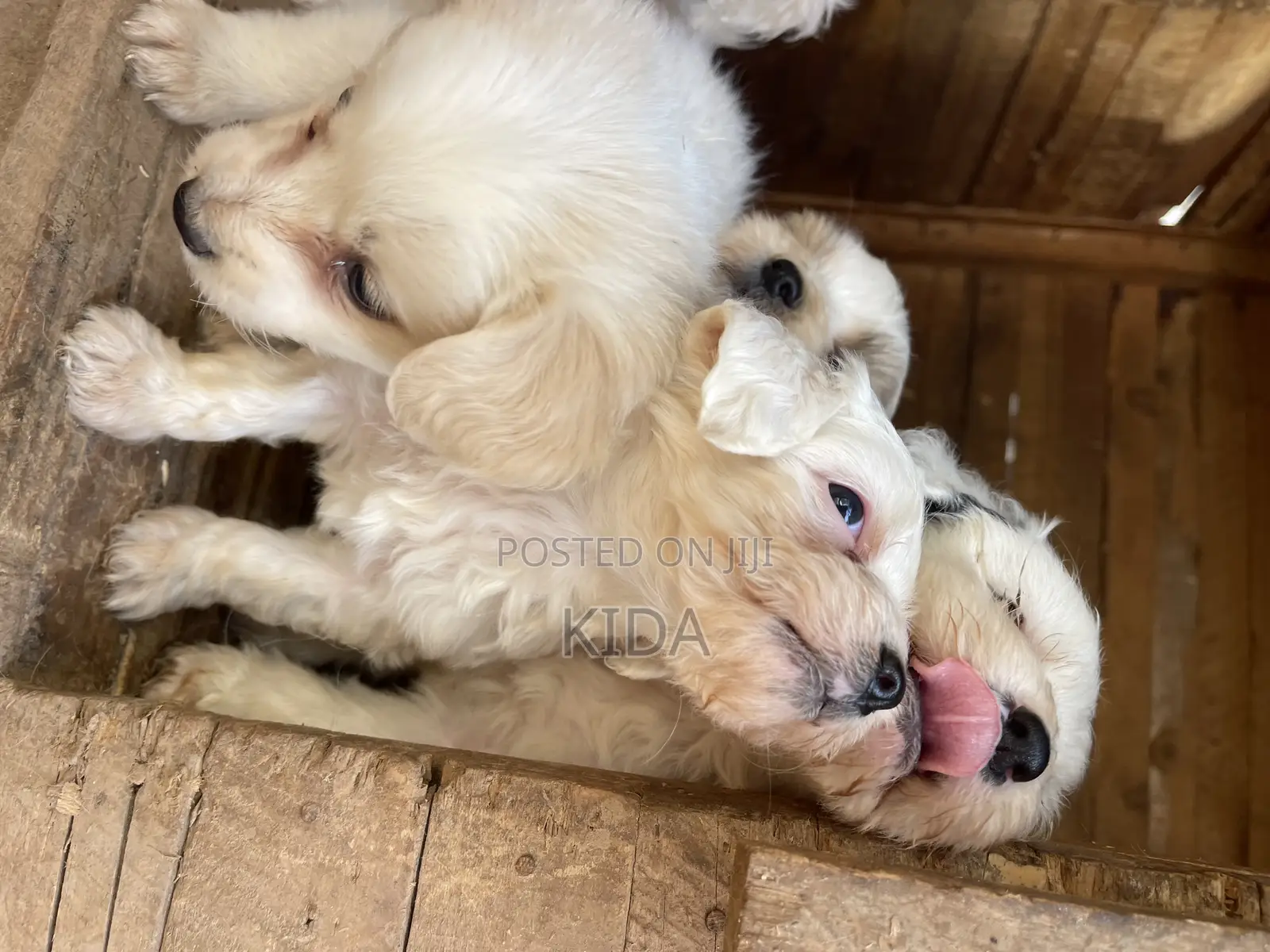 1-3 months Male Purebred Maltese