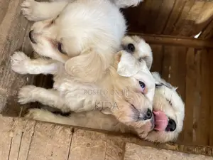 1-3 months Male Purebred Maltese