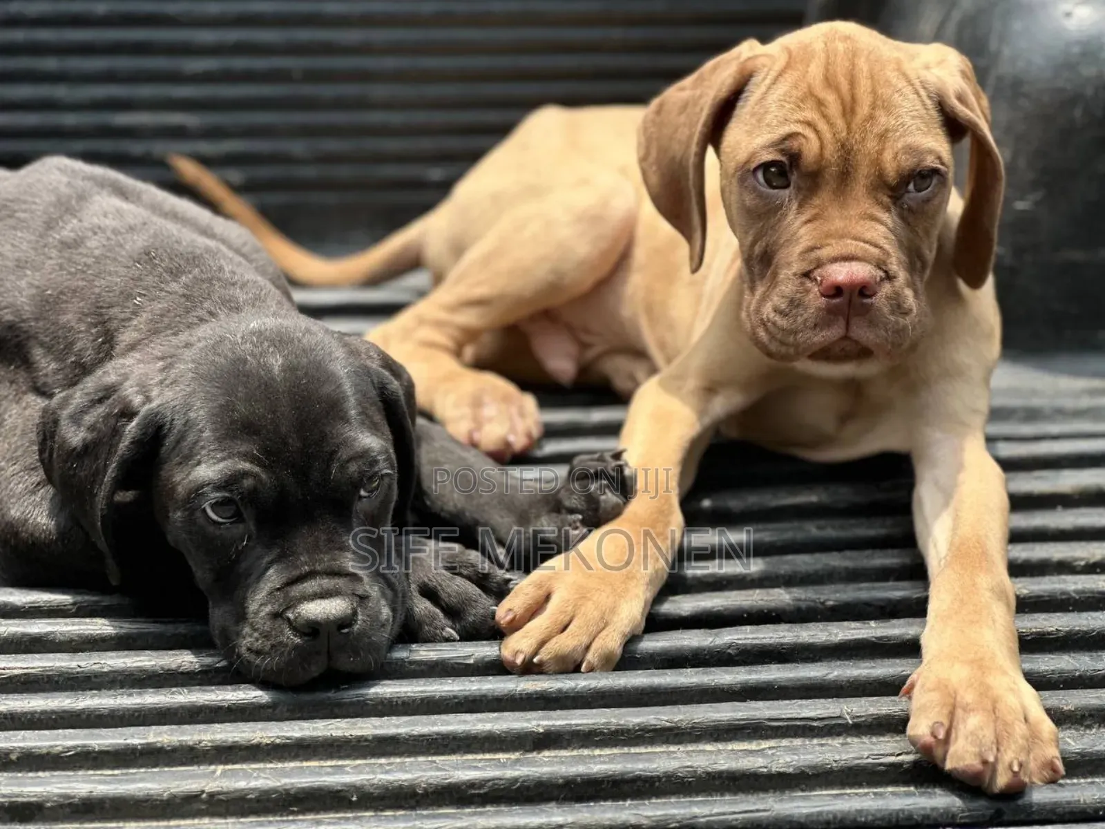 1-3 months Male Purebred Bullmastiff